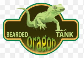 Pin - True Frog Png,Bearded Dragon Png