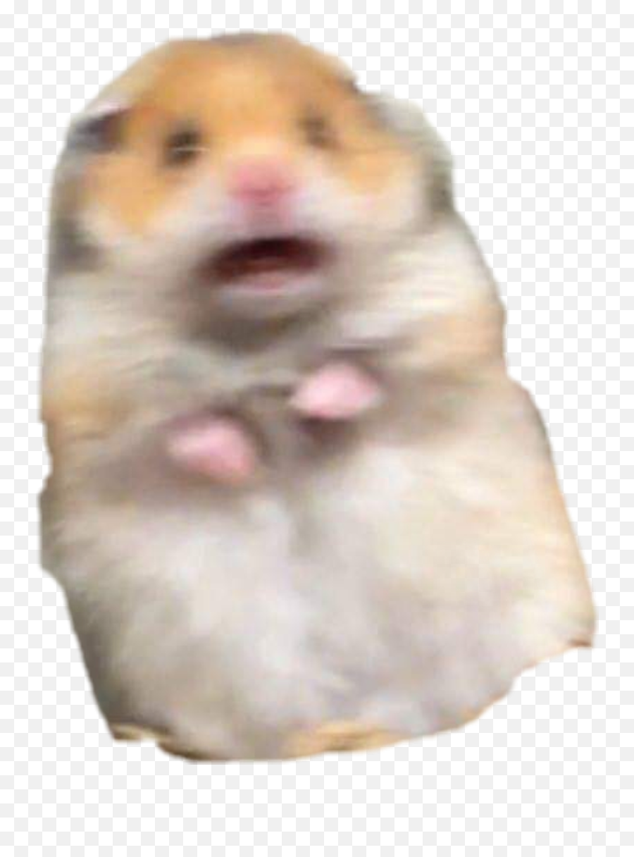 Download Hd Hamster Meme Freakout Freaking Hamstermeme - Hamster Meme Png,Hamster Png