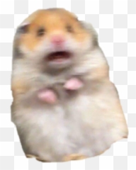 Download Hd Hamster Meme Freakout Freaking Hamstermeme - Hamster Meme Png,Hamster Png