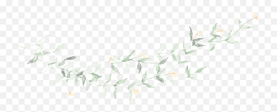 Honeysuckle U0026 Wine Tennessee Wedding Photographer - Transparent Vine Drawing Png,Honeysuckle Png