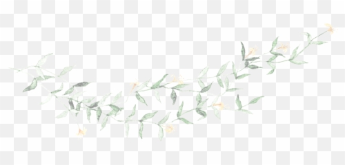 Honeysuckle U0026 Wine Tennessee Wedding Photographer - Transparent Vine Drawing Png,Honeysuckle Png