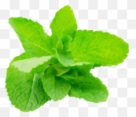 Leaf Plant Green Flower Herb U2013 M Graphix Pro - Muscle Png,Mint Leaves Png