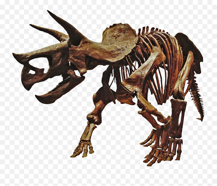 Triceratops Dinosaur Skeleton Png - Transparent Dino Bones Png,Triceratops Png