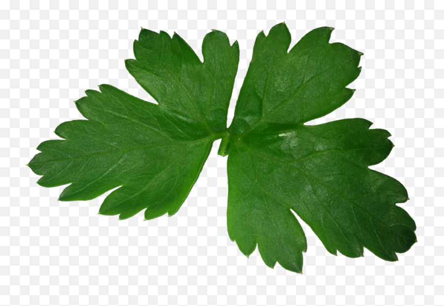 Download Parsley Png Image For Free - Parsley Png,Parsley Png