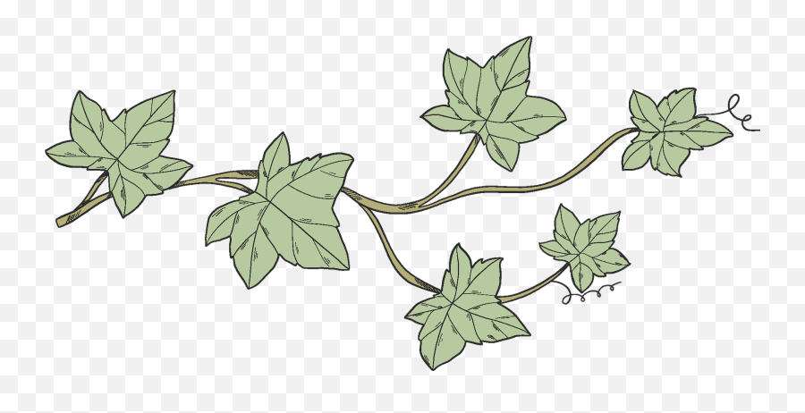 Ivy Clipart - Vertical Png,Ivy Transparent