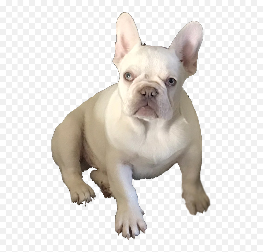 Frenchie Profiles French Bulldogs Michelles Fabulous - French Bulldog Png,French Bulldog Png