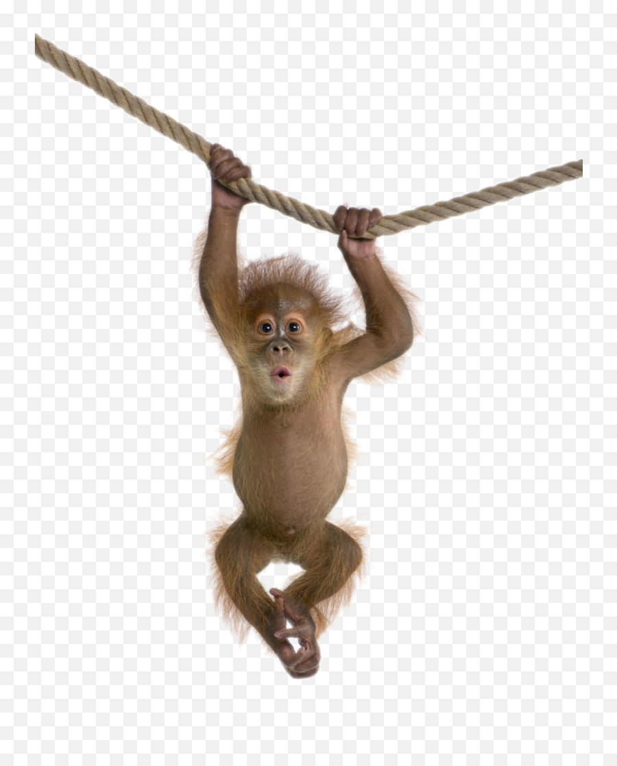 Monkey Png Transparent Images - Monkey Png Transparent,Monkey Transparent Background