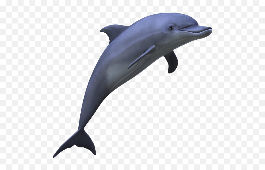 Dolphin Free Png Image - Dolphin Png,Fin Png
