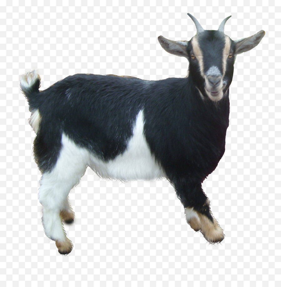 Goat Png - Black And White Goat,Goats Png