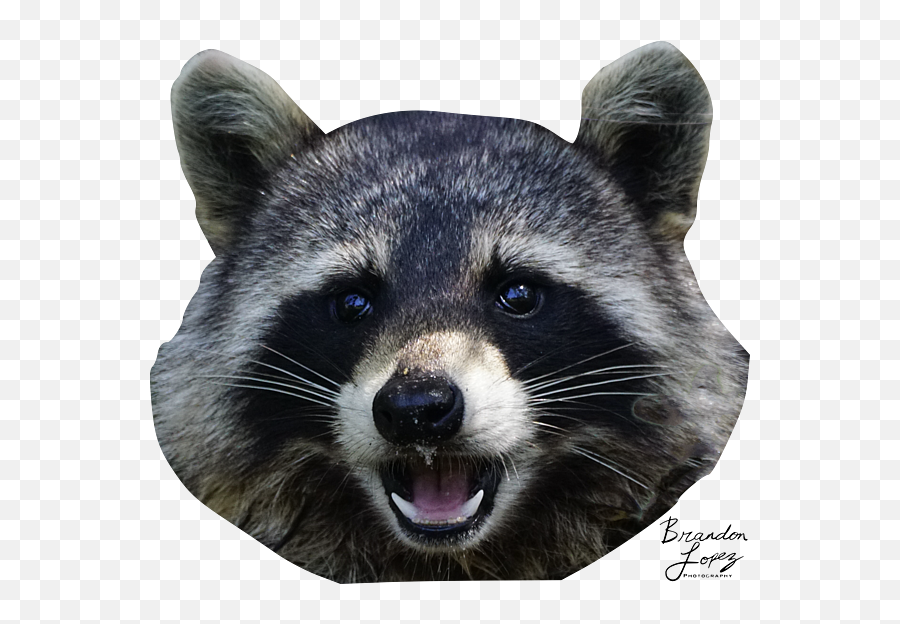 Raccoon Head - Transparent Baby Onesie Raccoon Png,Racoon Icon