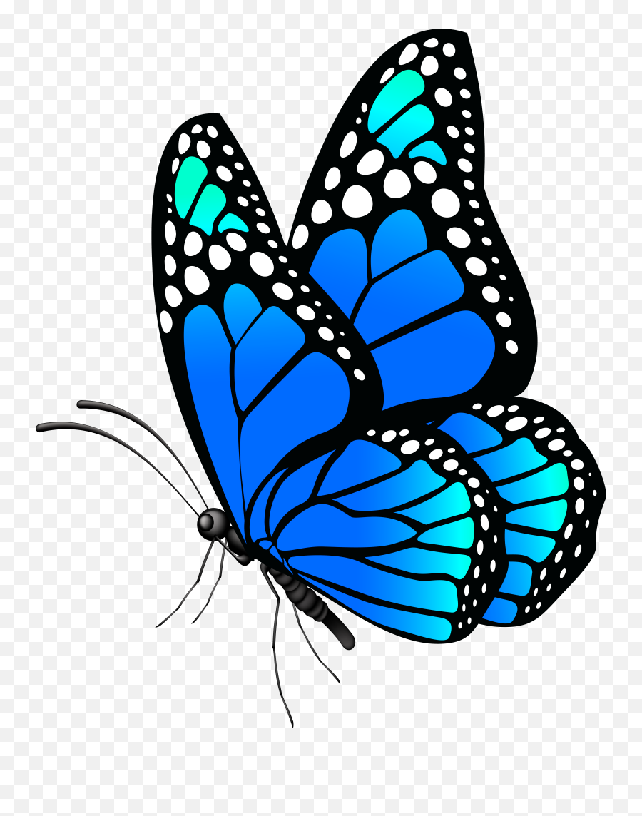 Png Butterfly Transparent Clipart Blue Butterflies