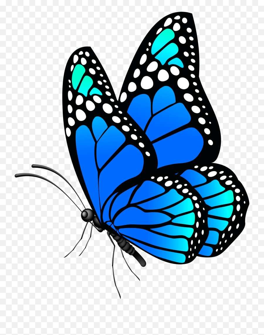 blue butterfly transparent background