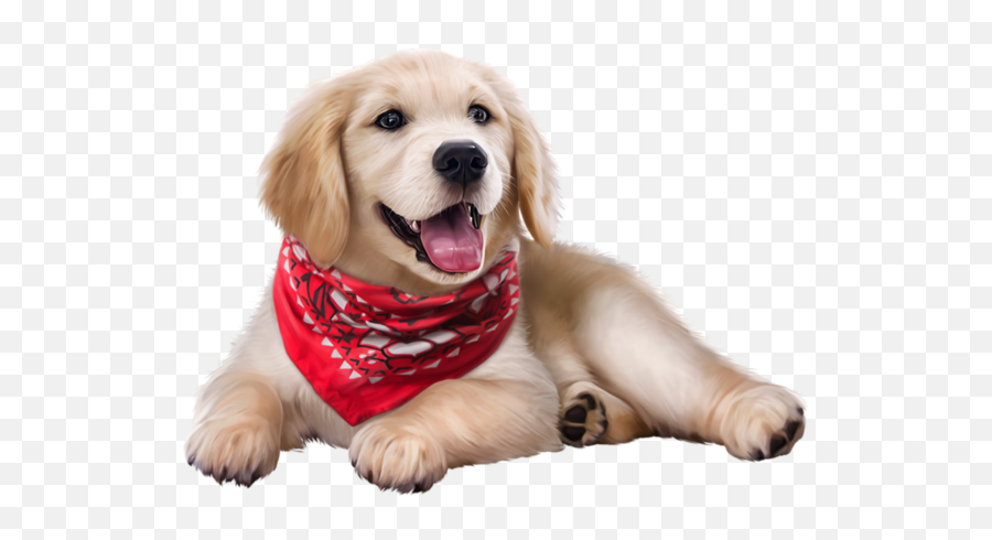 Dog Bandana - Golden Retriever Puppy Png,Bandana Png