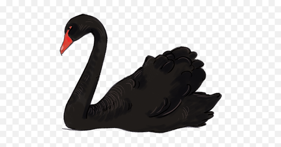 Black Swan Png Image - Black Swan Transparent Background,Swan Png