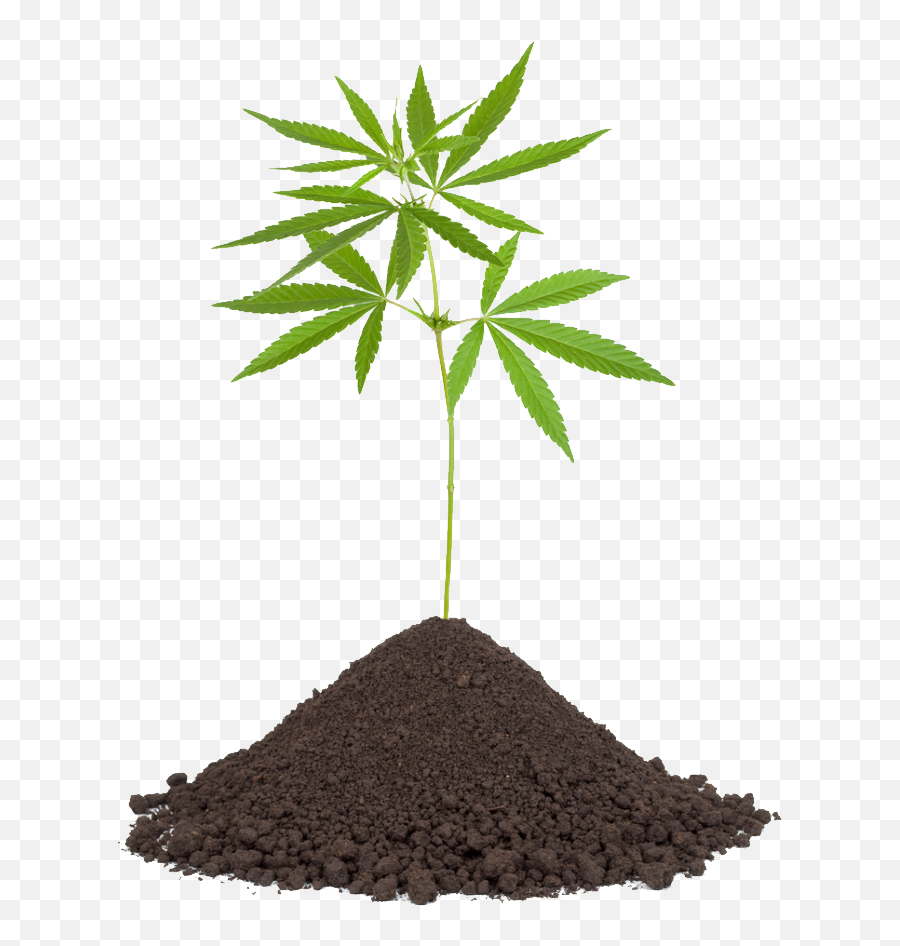 Cannabis Png Image Without Background Web Icons - Transparent Weed Pot Png,Weed Transparent Background