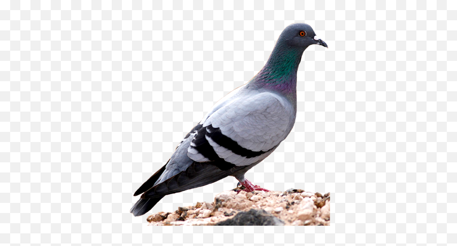 U Png Pigeons