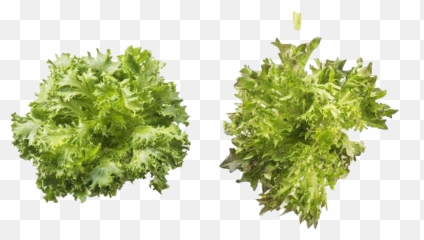 Vegetable Green Leaves Png Background