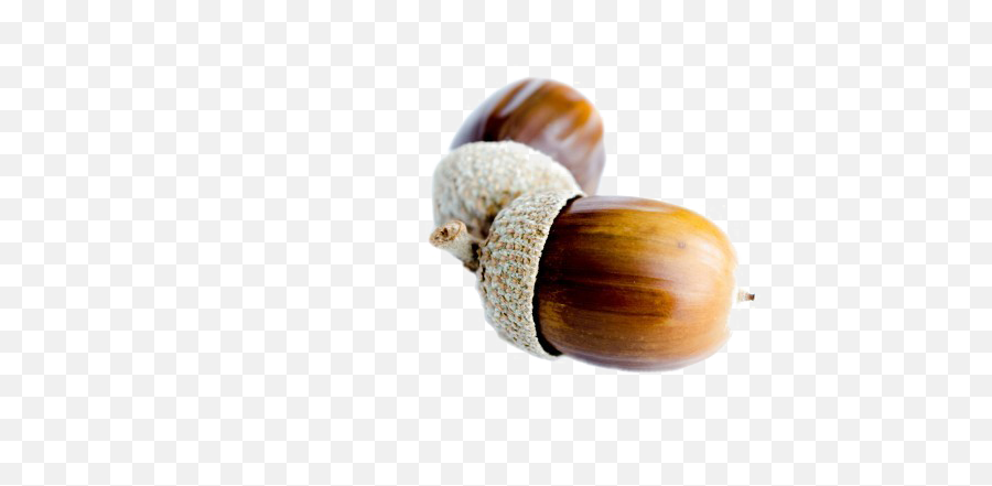 Acorn Png Background Image - Acorn White Background,Acorn Transparent Background