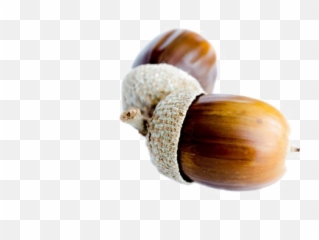 Acorn Png Background Image - Acorn White Background,Acorn Transparent Background