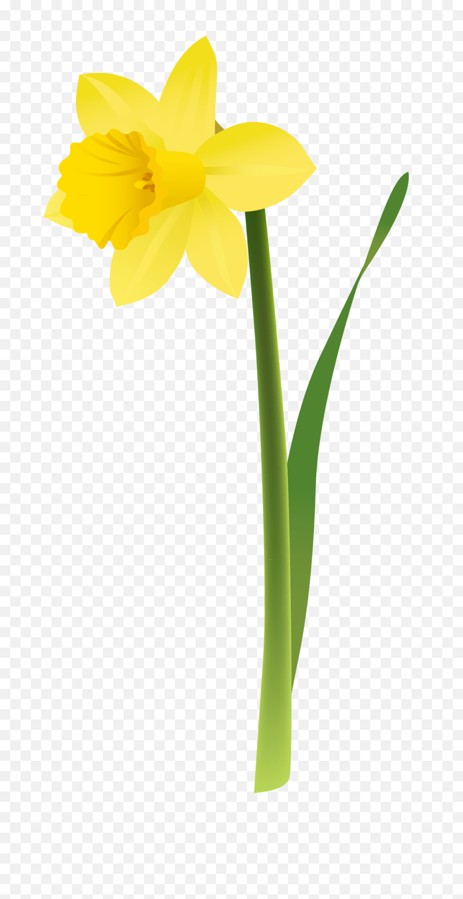 Single Flower Clipart 50 Photos - Daffodil Drawing Transparent Png,Single Flower Png