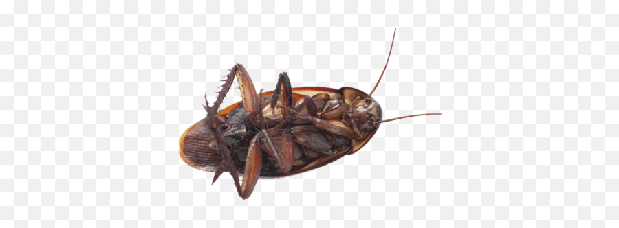 Cockroach Transparent Png - Stickpng Cockroach Or Back,Cockroach Transparent