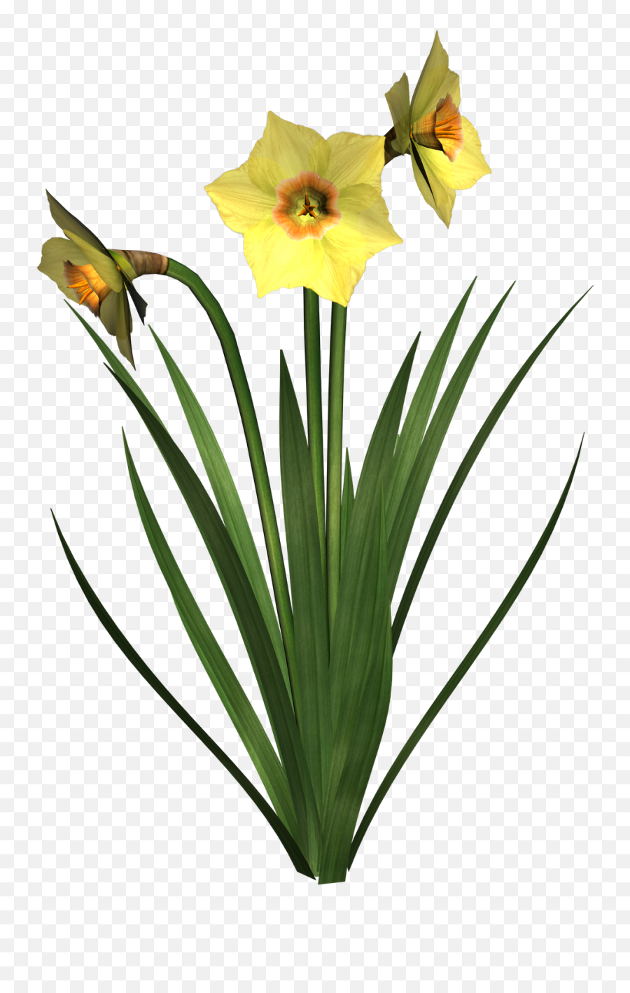 Plants Clipart Transparent Background - Daffodil Flower Transparent Background Png,Plant Transparent Background