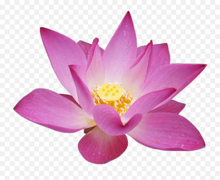 Free Png Download Lotus Flower - Transparent Background Lotus Flower Transparent,Lotus Transparent Background