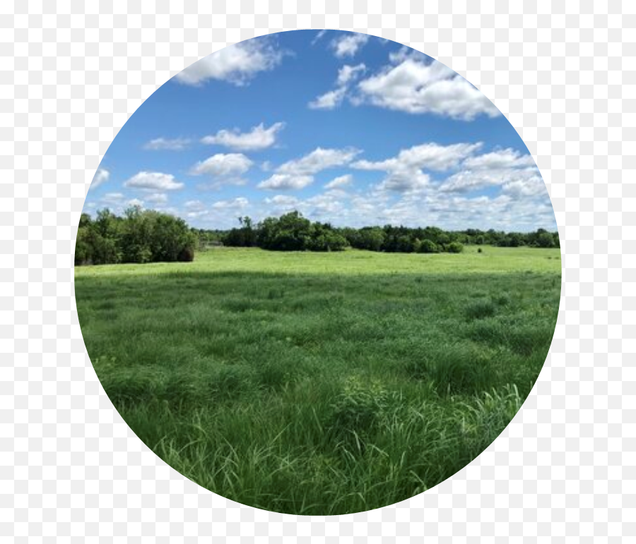 Kansas Land Trust - Grass Png,Prairie Grass Png