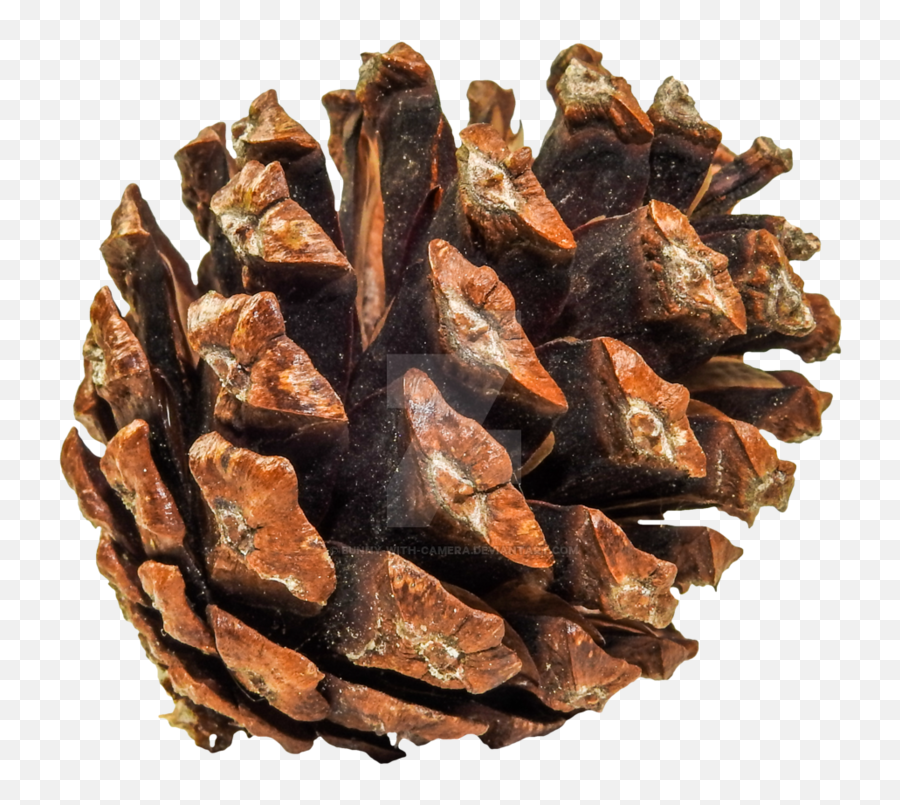 Pine Cone Png Download Image - Conifer Cone,Pine Cone Png