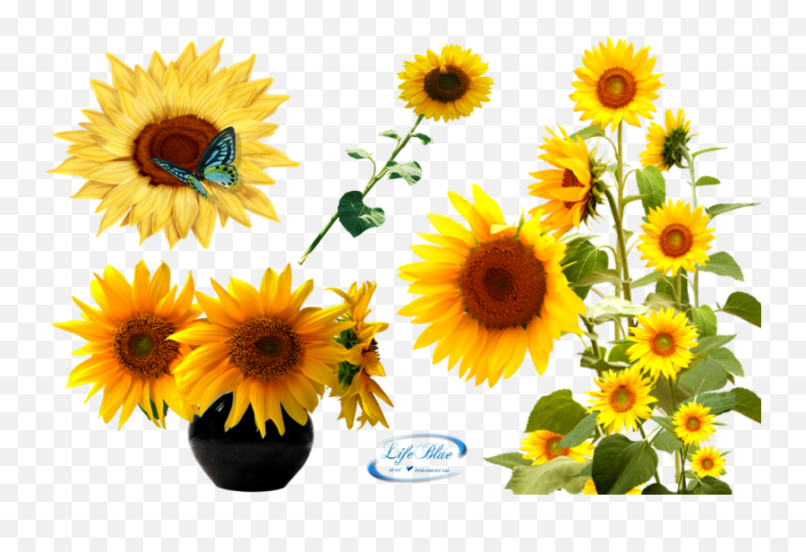 Sunflower Transparent Background Png - Free Clear Background Sunflower,Sunflower Transparent Background