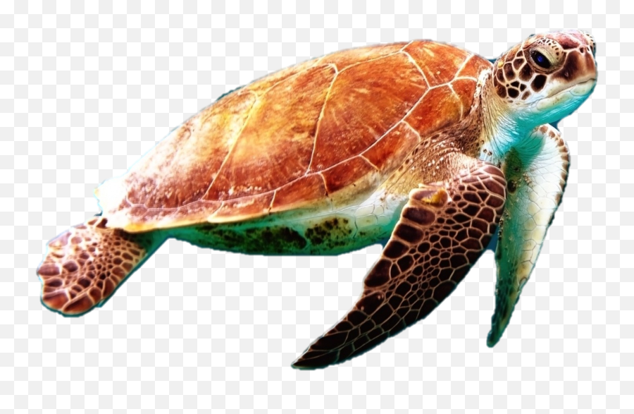 Sea Turtle Png Photo - Sea Turtle Png,Turtle Png
