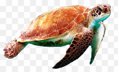 Sea Turtle Png Photo