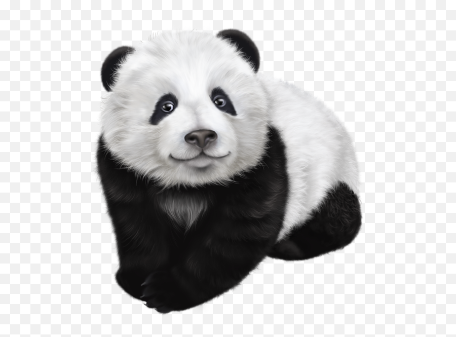 Panda Png Animal Images Bear - Black And White Panda Drawing,Panda Transparent Background