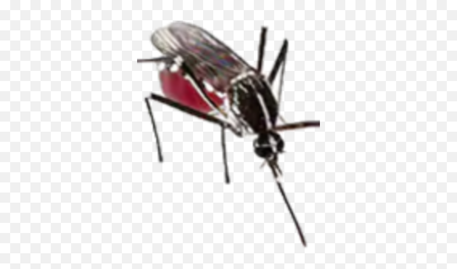 Mosquito Peteru0027s Halal Adventure Wiki Fandom - House Fly Png,Mosquito Png