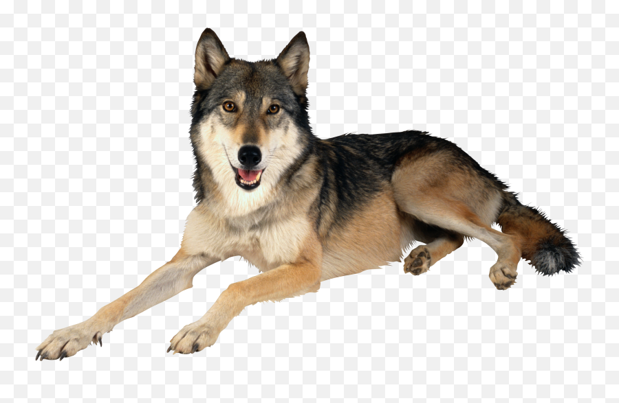 Wolf Transparent Png File Web Icons - Wolf Dog Png,Lobo Png