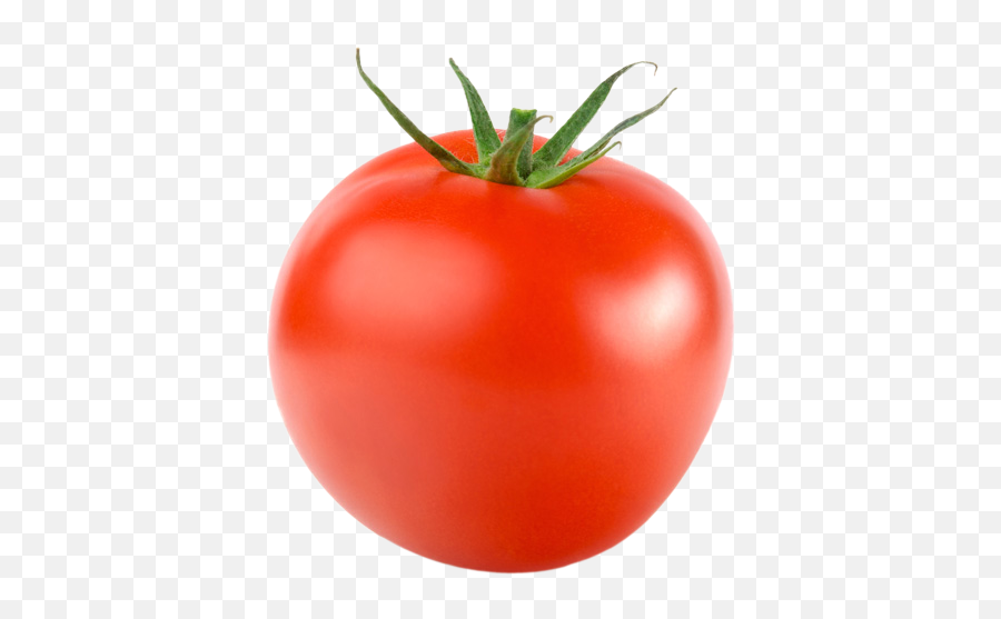 Tomato - Levarht Tomato With White Hair Png,Tomato Plant Png