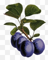Fruvit Dried Plums In Chocolate - Damson Png,Plum Png