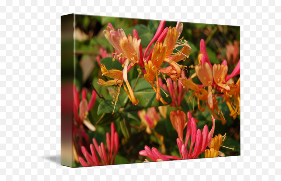 Honeysuckle By - Honeysuckle Png,Honeysuckle Png