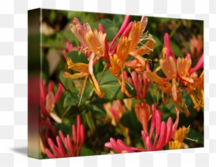 Honeysuckle By - Honeysuckle Png,Honeysuckle Png