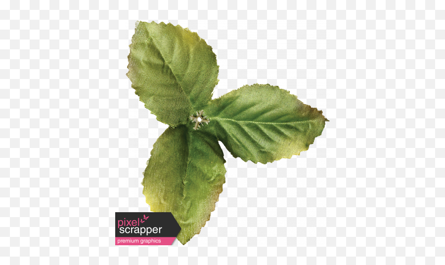 Strawberry Fields - Leaf Cluster Graphic By Janet Scott Stevia Rebaudiana Png,Mint Leaves Png