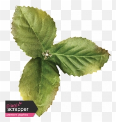 Strawberry Fields - Leaf Cluster Graphic By Janet Scott Stevia Rebaudiana Png,Mint Leaves Png