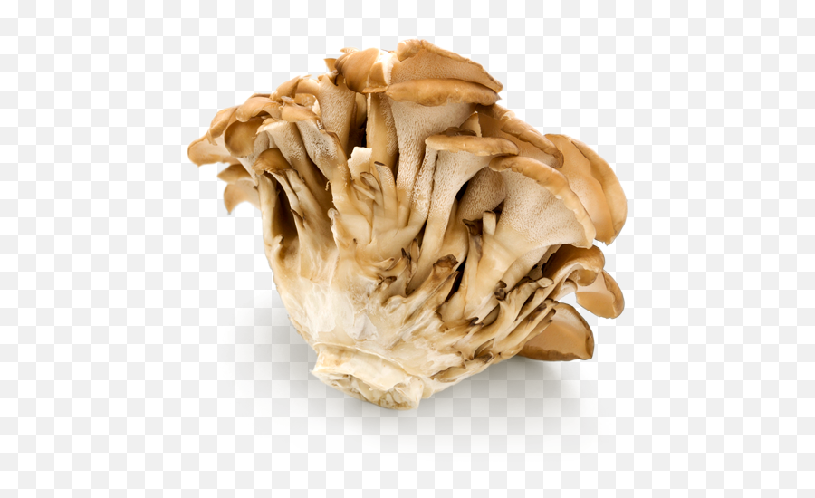 Mushrooms Old U2014 Multnomah Farms Png Mushroom Transparent