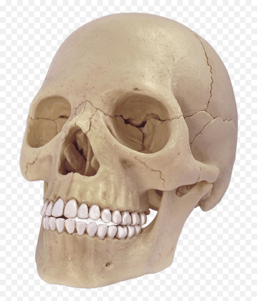 Cráneo Modelo Png Transparente - Stickpng Skeleton Khopdi,Modelo Png