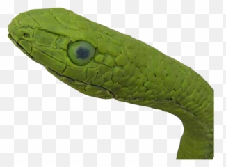 Smooth Greensnake - Western Mamba png