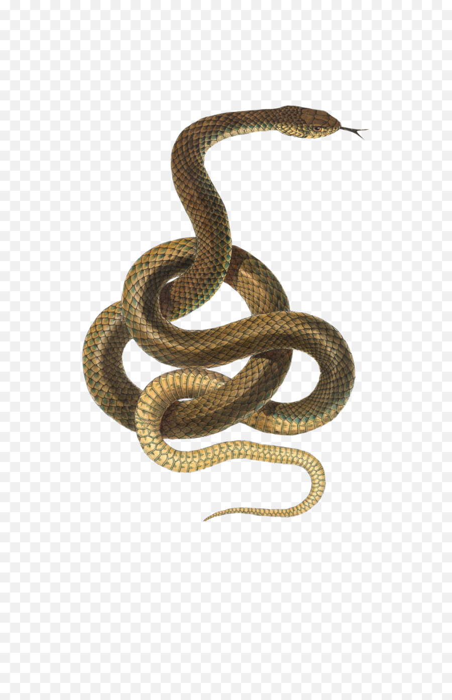 Snake Png Transparent - Transparent Background Snake Transparent,Cartoon Snake Png
