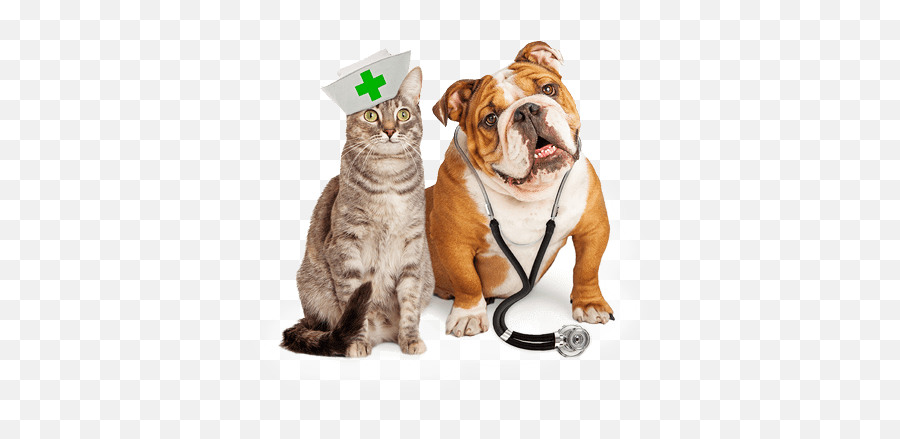 Miami Pet Emergency Room Animal Hospital - Dogs And Cats Coronavirus Png,Veterinarian Png