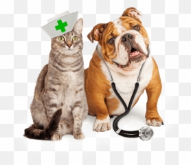Miami Pet Emergency Room Animal Hospital - Dogs And Cats Coronavirus Png,Veterinarian Png