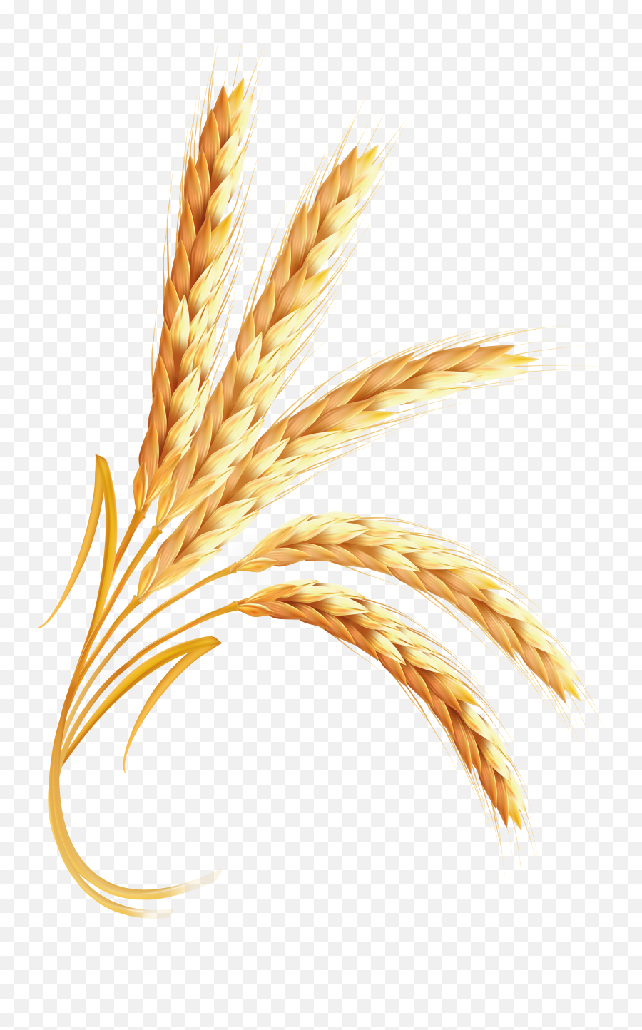 Grains Clipart Wheat Transparent Free For Png