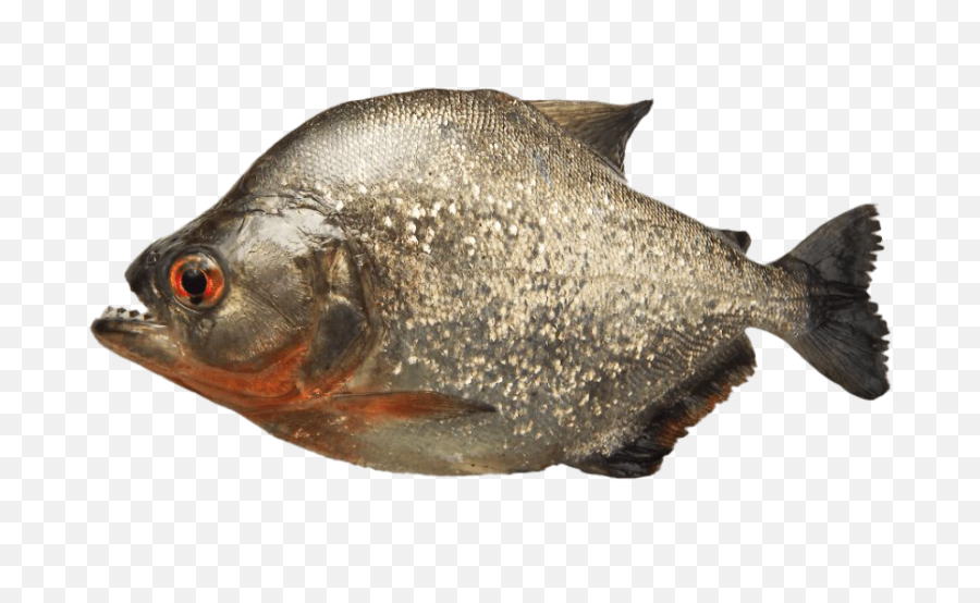 Grey Piranha Transparent Png - Piranha Png,Piranha Png