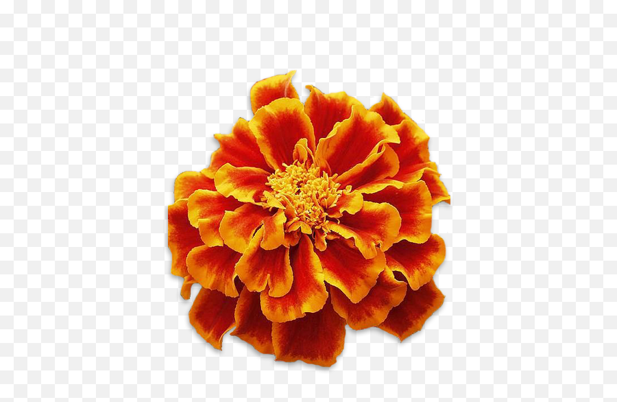 Can I Grow Flowers In My Smallgarden U2013 Dn - Marigolds Png,Flower Garden Png